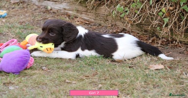English Springer Spaniel dogs - Advert 3