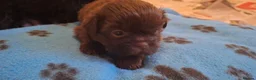 Shih Tzu dogs for sale: 5 beautiful KC reg shih Tzu puppies  - Advert 6