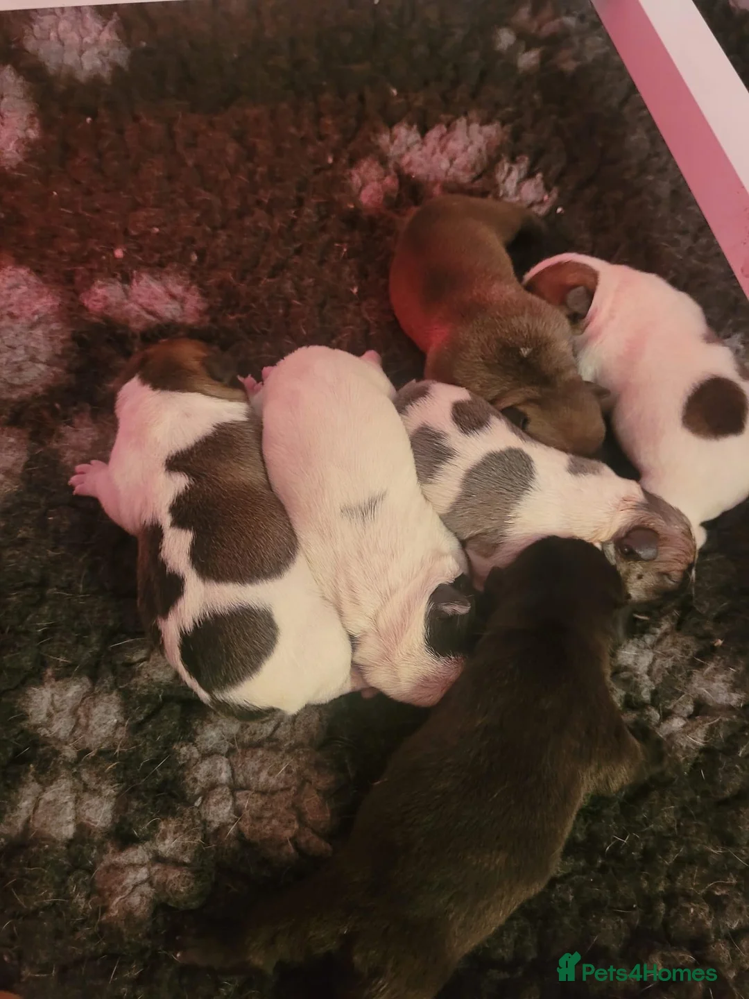 French Bulldog dogs for stud: Red fawn Dicar sired silver health tested in Edinburgh - Advert 20