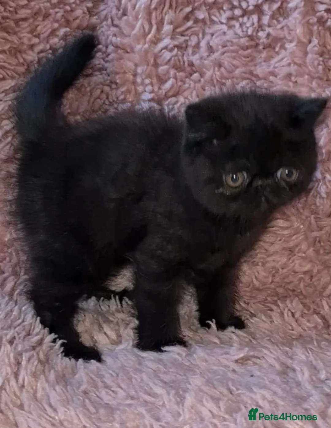 Exotic cats for stud: CREAM TABBY AND WHITE EXOTIC STUD in Barnsley - Advert 16