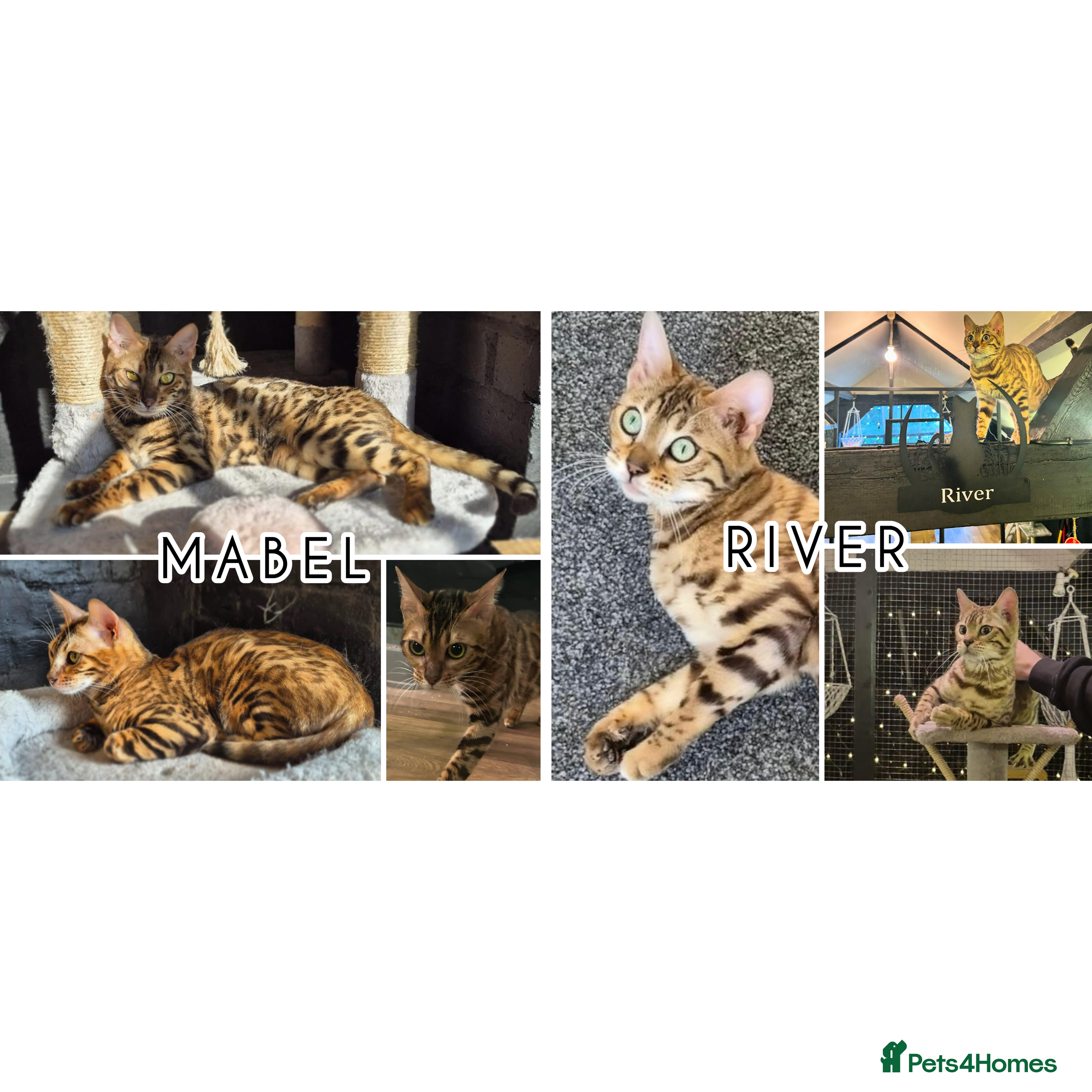 Bengal cats 2 bengals Queens for rehoming ❤️ - Advert 2