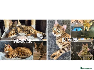 Bengal cats 2 bengals Queens for rehoming ❤️ - Advert 2