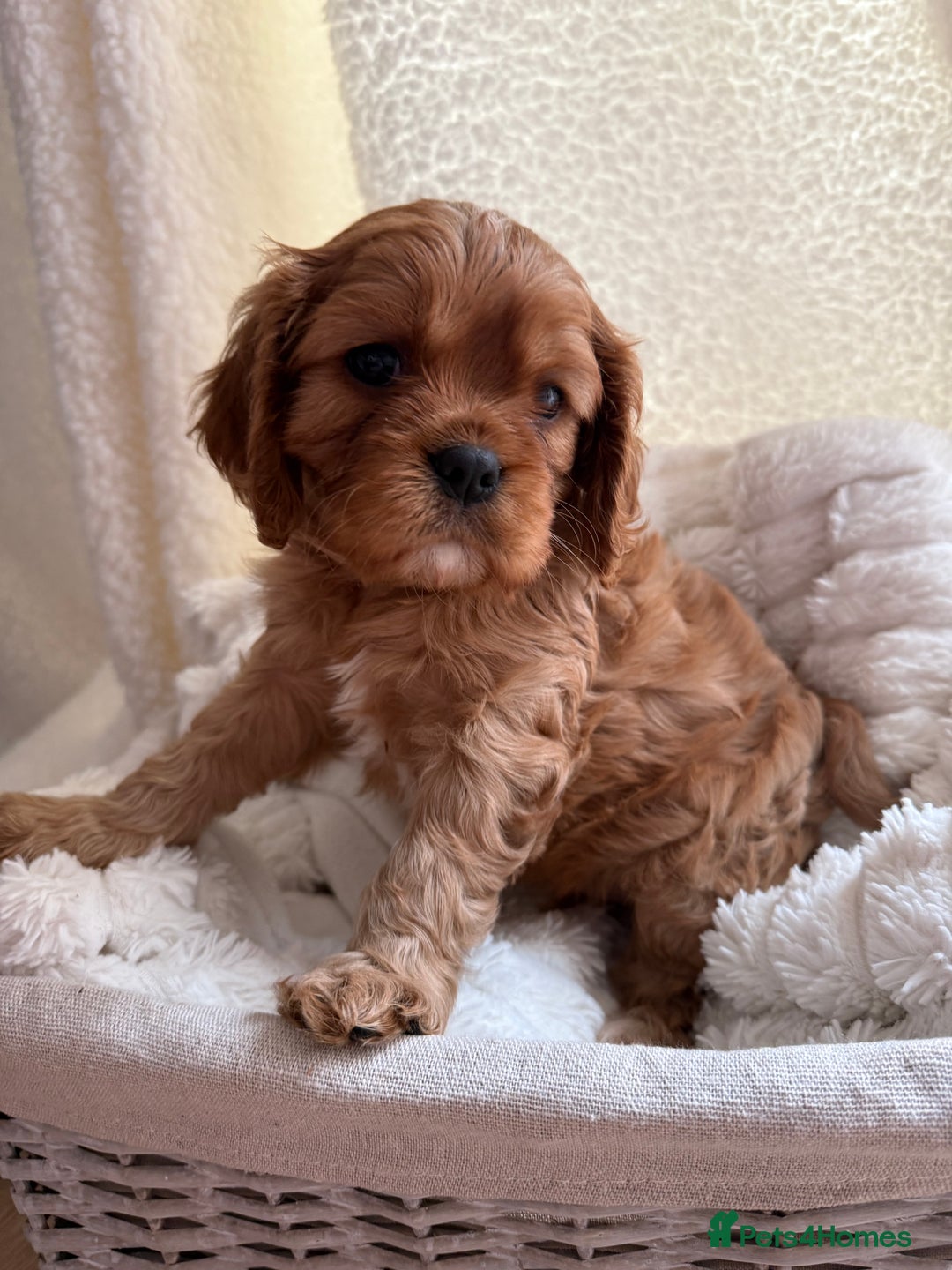 Cavalier King Charles Spaniel dogs for sale: ONE RUBY BOY LEFT Cavalier King Charles  - Image 5
