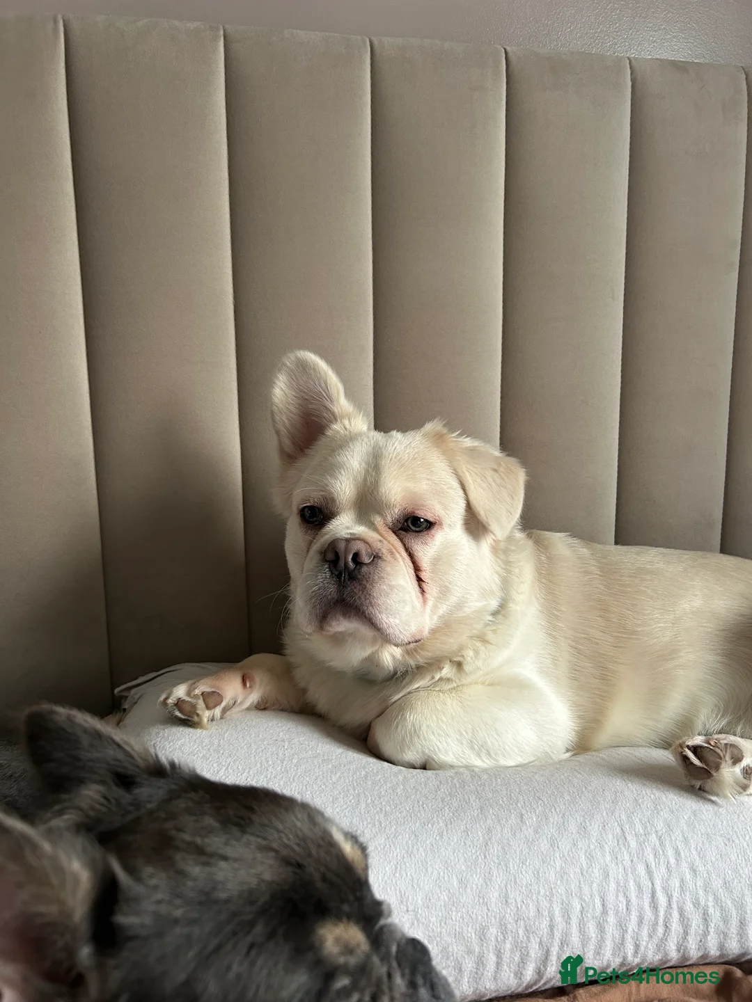 French Bulldog dogs for sale: Full Fluffy French Bulldog Puppies –KC Registered  - Advert 16