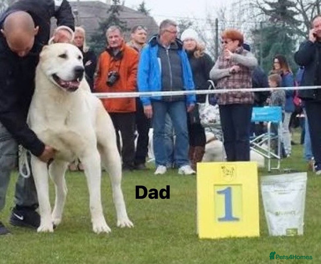 Central Asian Shepherd dogs for stud: 5⭐️RATED LICENSED, SERBIA IMPORT @ STUD  - Image 5