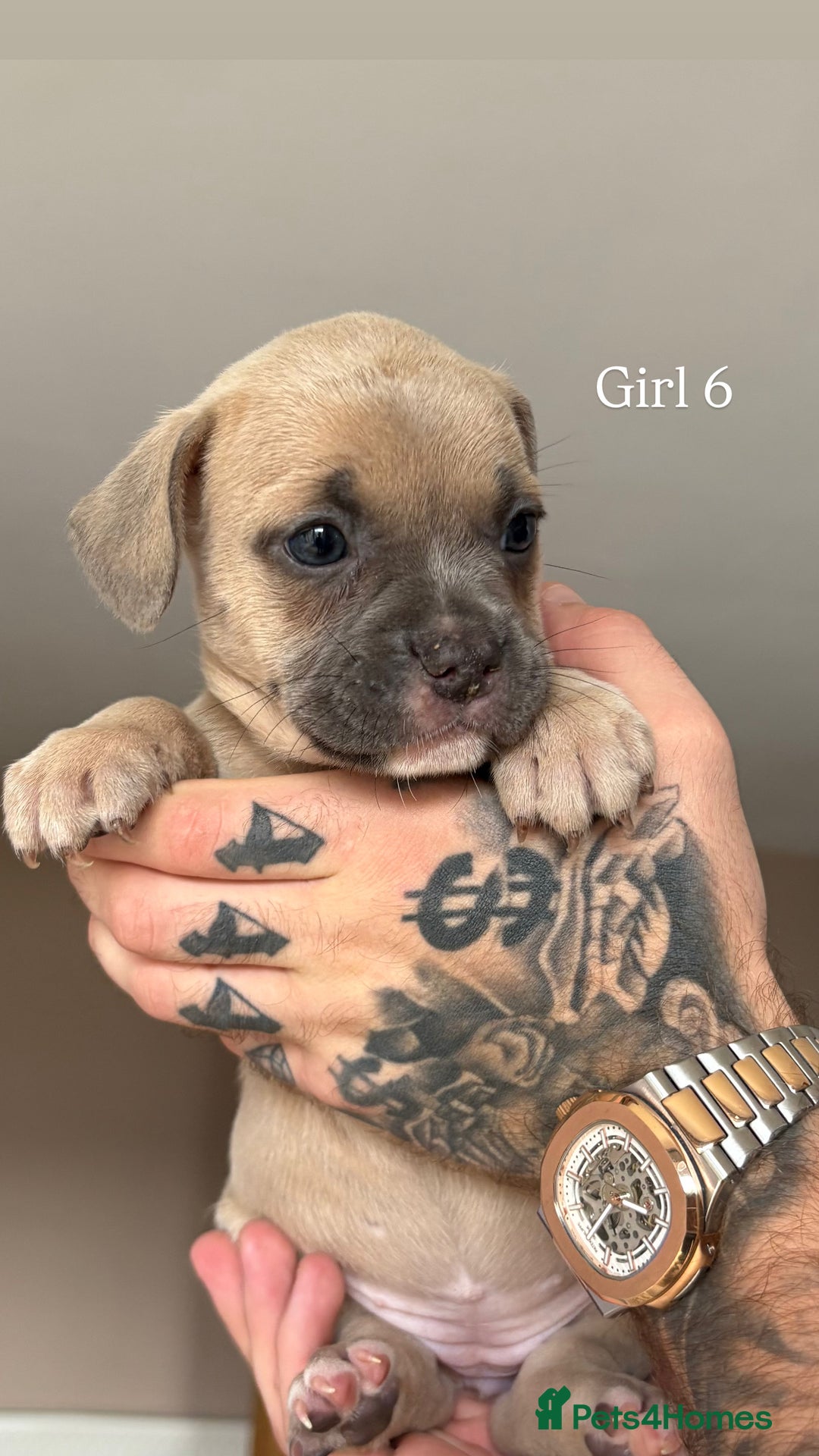 Mixed Breed dogs for sale: 11 gorgeous Staffy x Frenchie pups🤍 - Image 10
