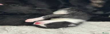 Mixed Breed 1