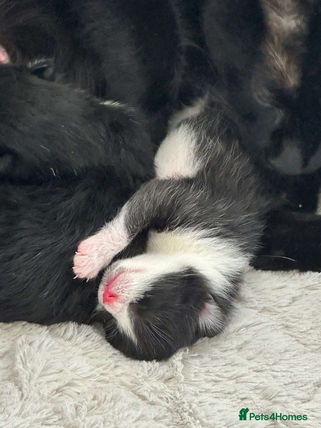Mixed Breed cats for sale: 🖤Lovely Cats 🤍 - Advert 2