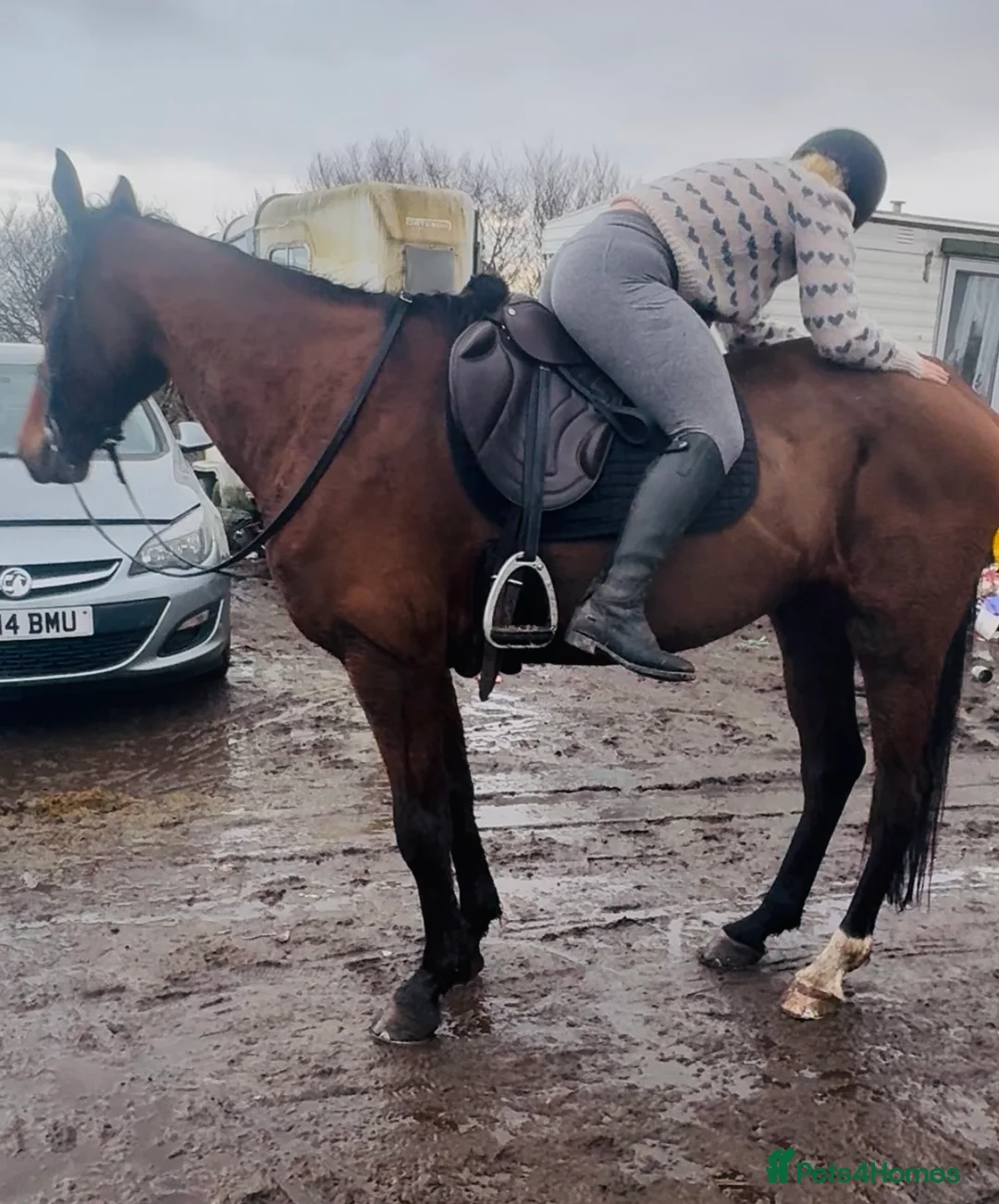 Irish Sports horses for sale: Super 15.3 8 yr old sports horse allroudner  - Advert 10