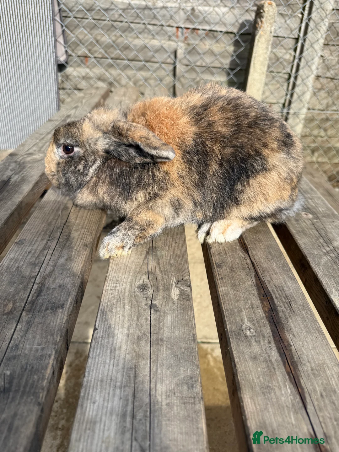 Mini Lop rabbits for sale: Gorgeous mini lops - Advert 4