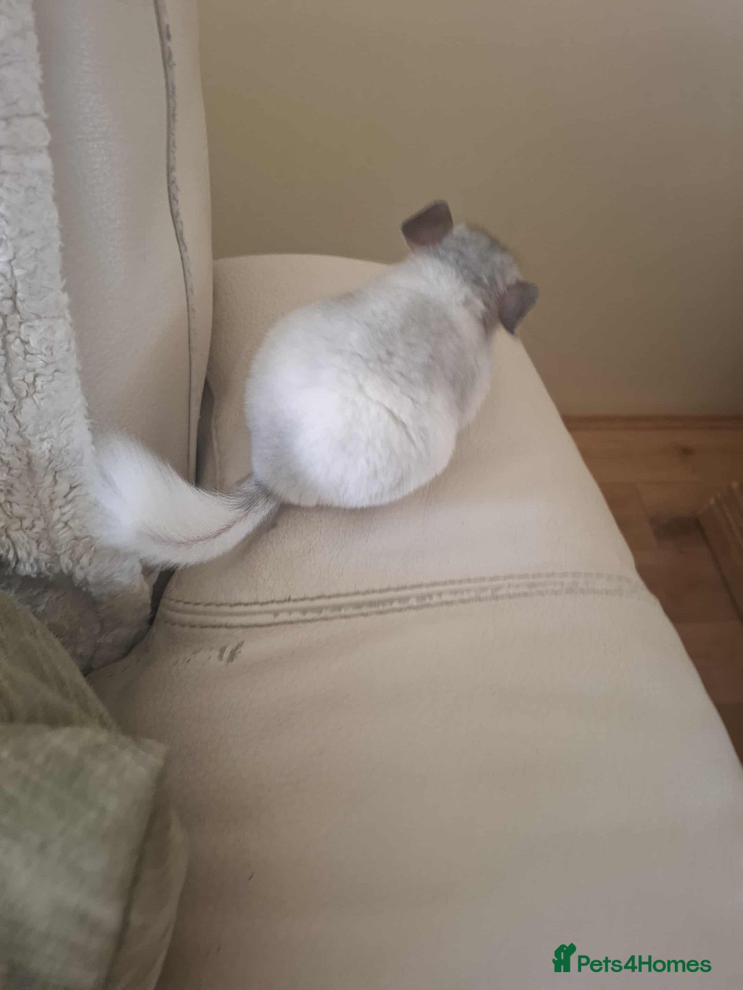 Chinchilla rodents for sale: Baby girl chinchilla - Advert 4