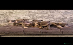 Whippet dogs for sale: ⭐️ Whippet puppies ⭐️ - Image 1
