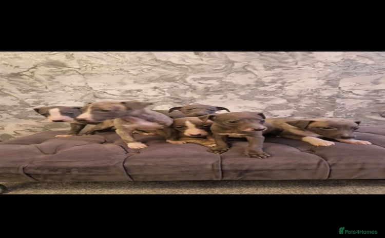 Whippet dogs - Advert 2