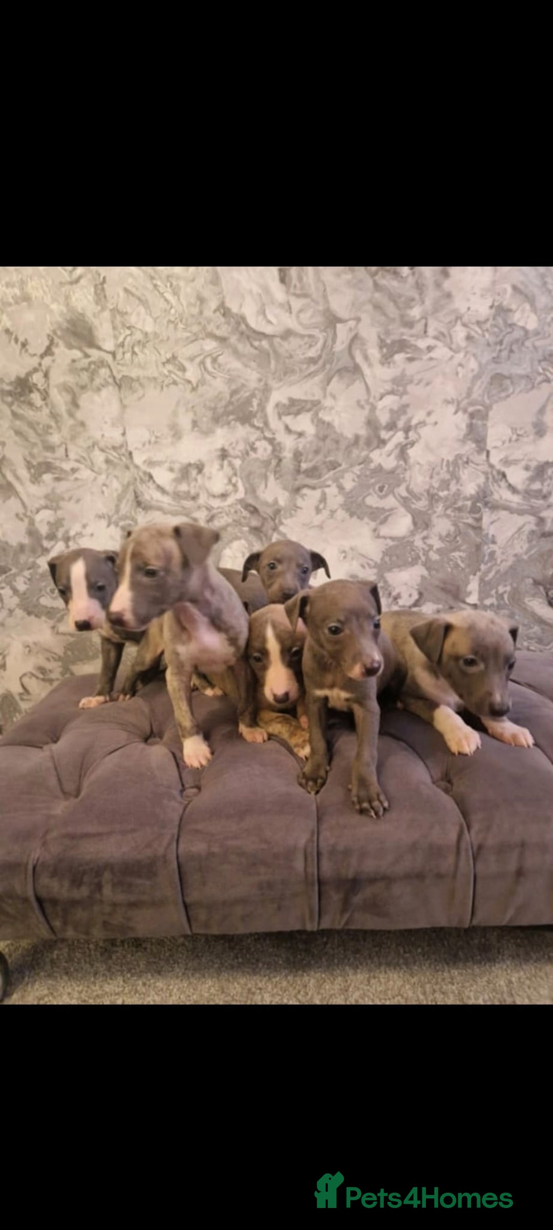 Whippet dogs for sale: ⭐️ Whippet puppies ⭐️ - Image 1