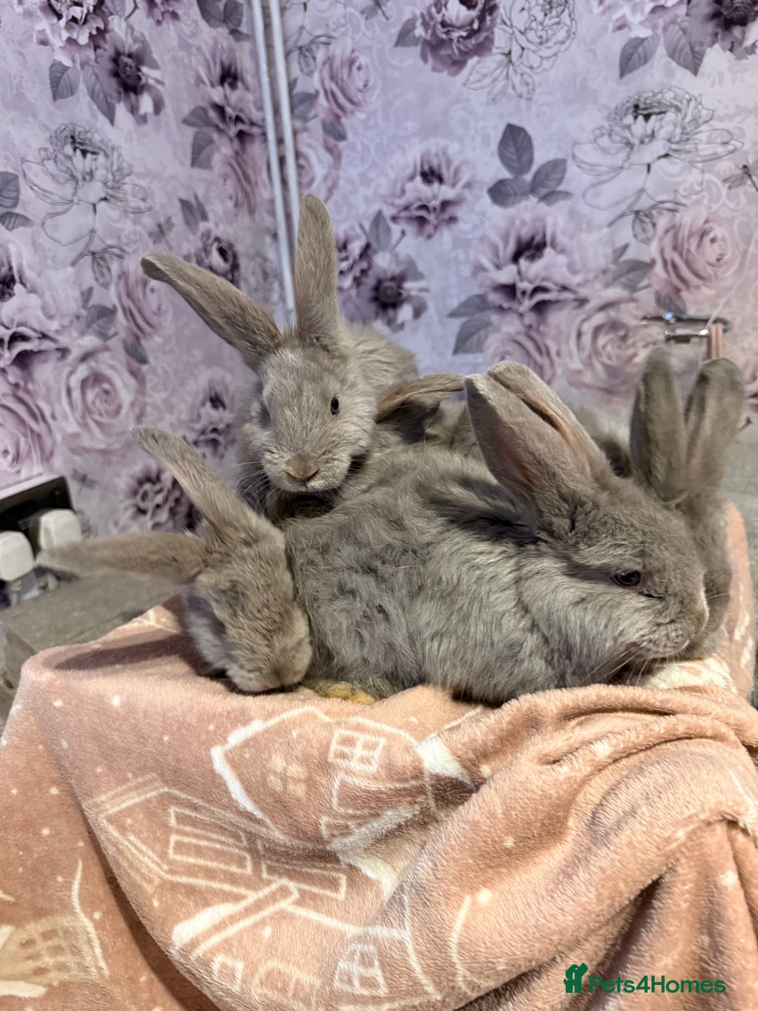 Mixed Breed rabbits for sale: French lop x Angora  - Advert 10