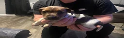 Jack Russell dogs for sale: Jack Russell  - Advert 4