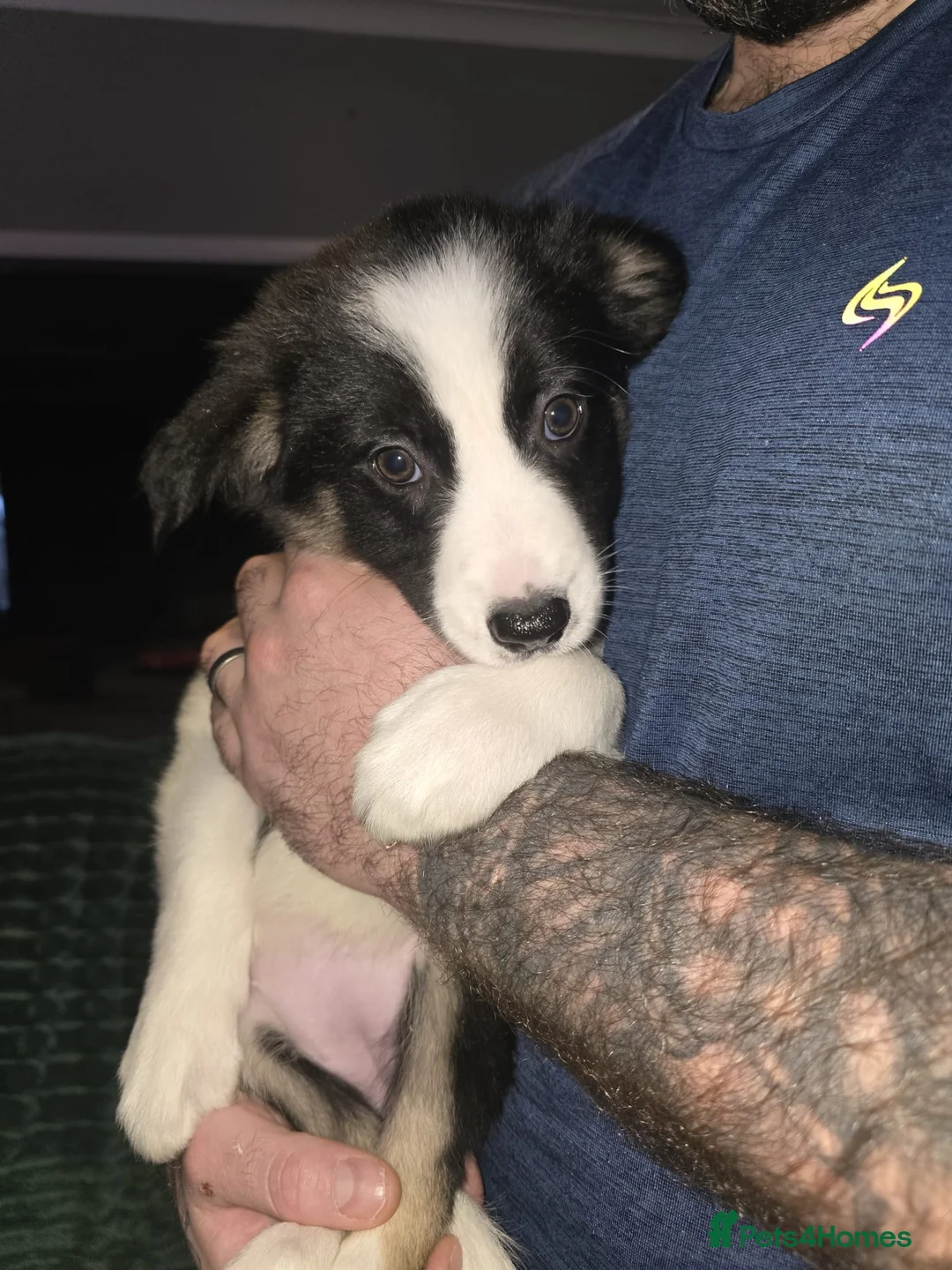 Border Collie dogs for sale: Border collie pups  - Advert 5