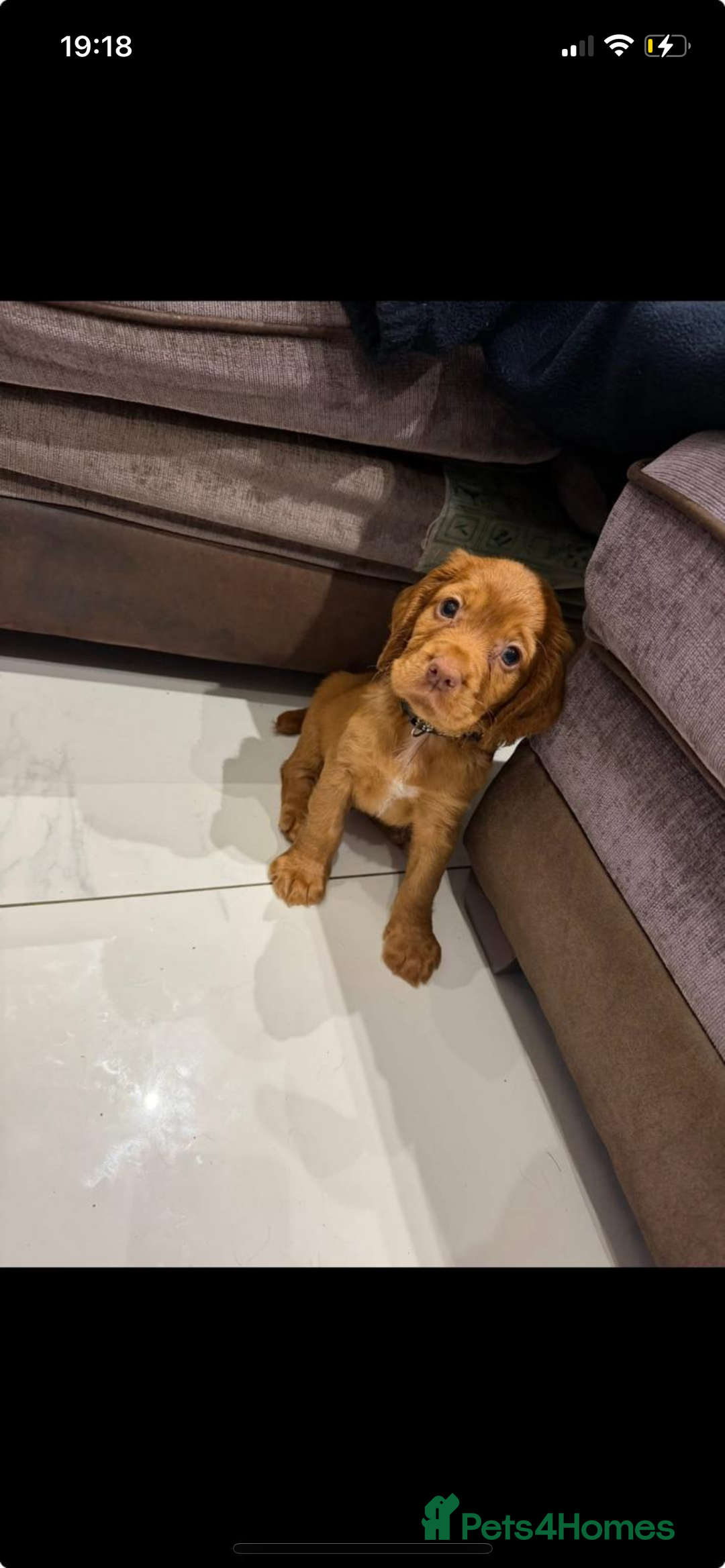 Cocker Spaniel dogs for sale: Make Working cocker spaniel puppies  - Image 17