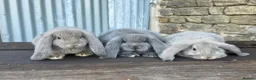 French Lop rabbits for sale: Stunning xl French lops  - Advert 20