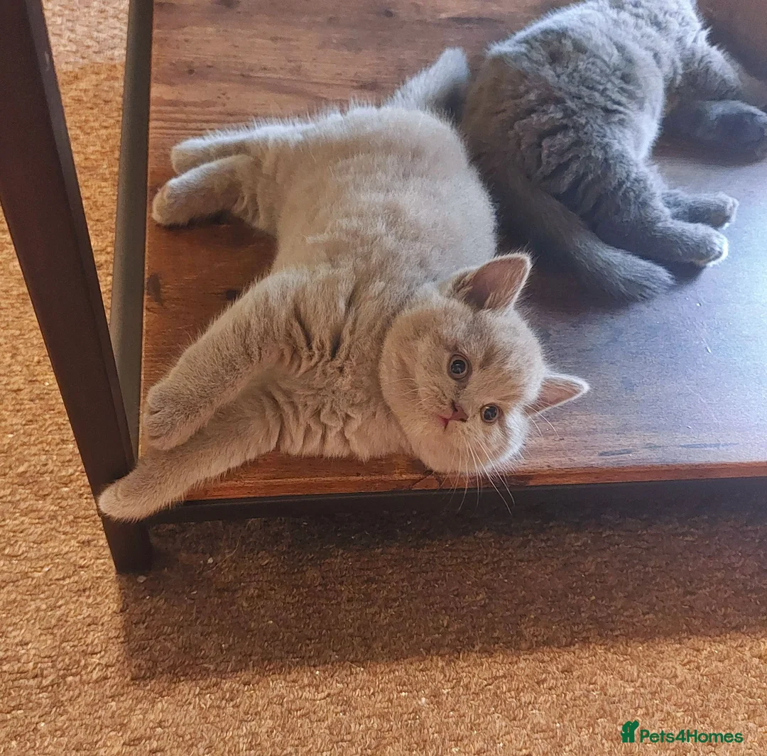 British Shorthair cats for sale: ⭐️ GCCF Registered British Shorthair Kittens ⭐️ - Advert 1