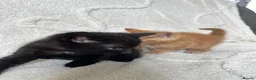 Mixed Breed cats for sale: Beautiful kittens  - Advert 9