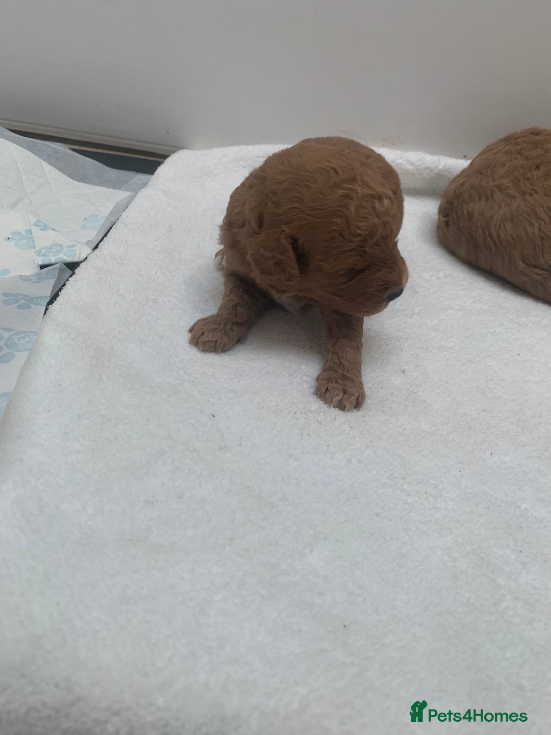 Aussiedoodle dogs for sale: Aussie Doodle puppies  - Advert 3