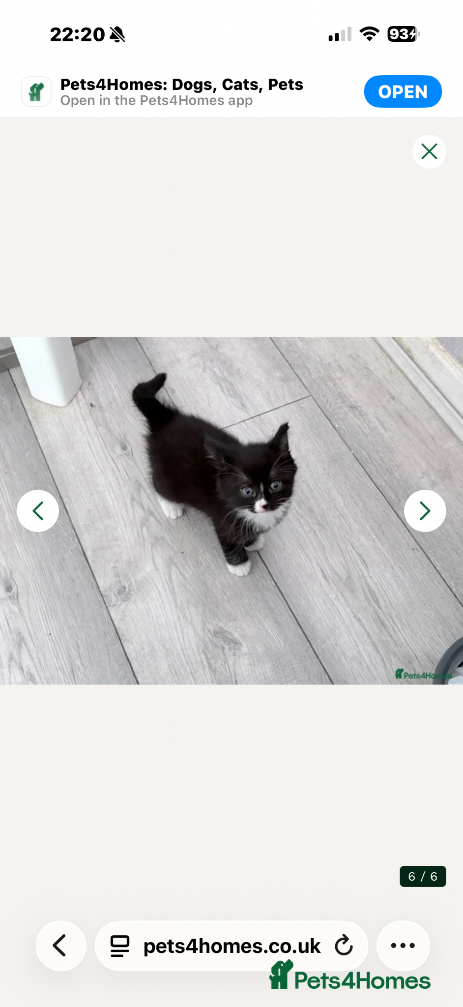 Mixed Breed cats Mixed breed male kitten  - Advert 2
