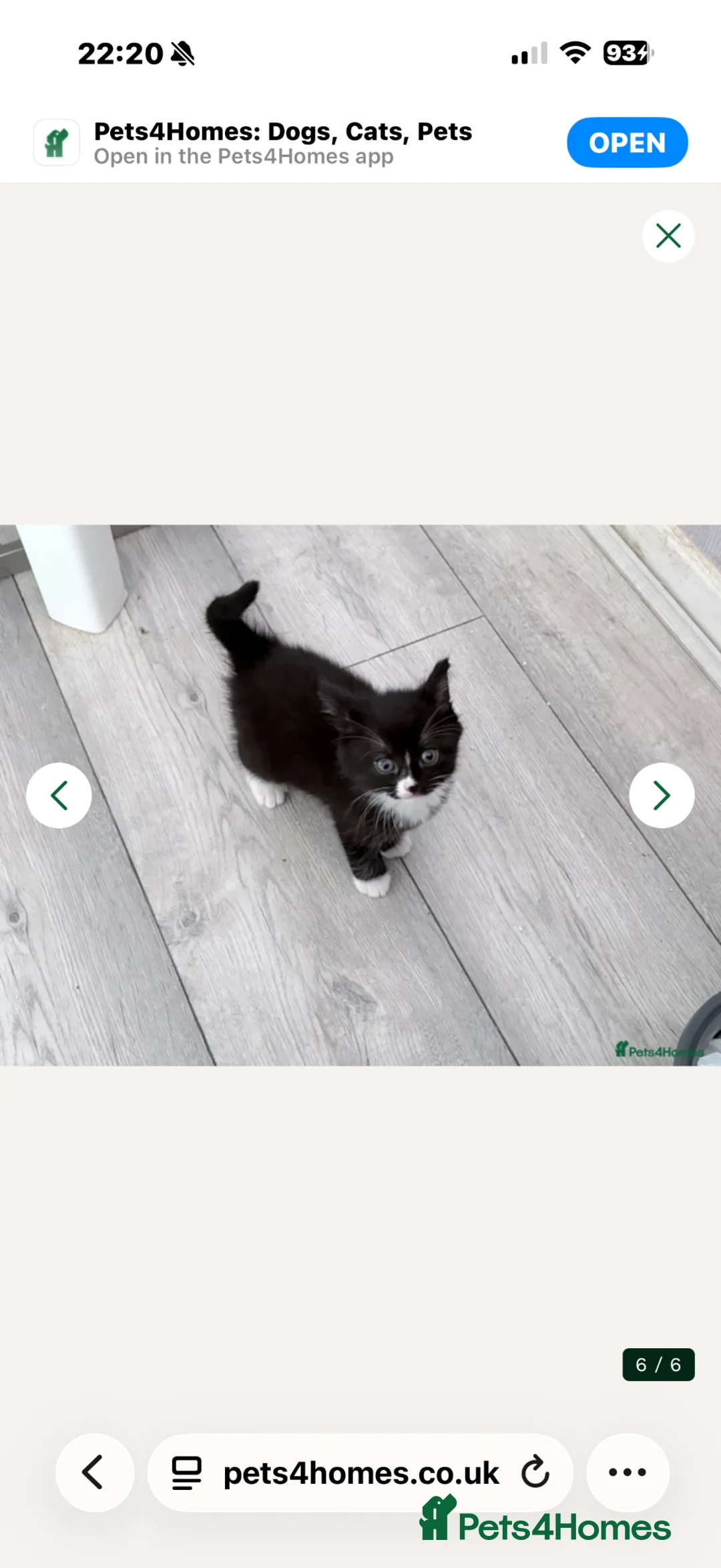 Mixed Breed cats for sale: Mixed breed male kitten  - Advert 1