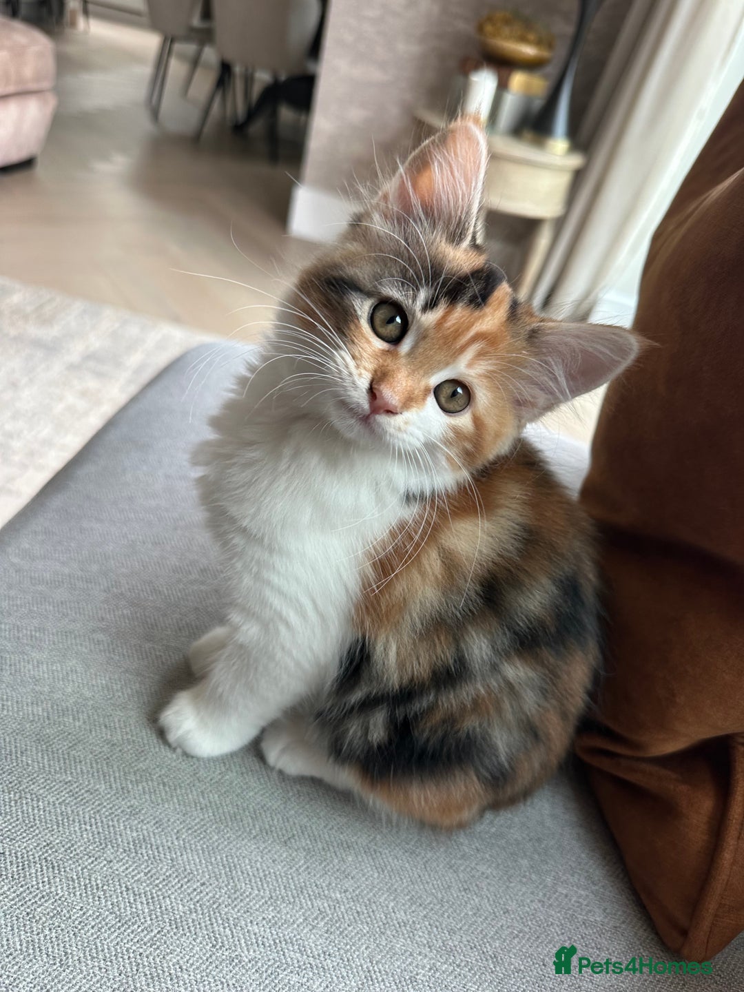 Mixed Breed cats for sale: Mainecoon mix kitten - Image 8