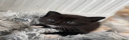 Mixed Breed cats for sale: Mixed Maine Coon fur babies  - Advert 8