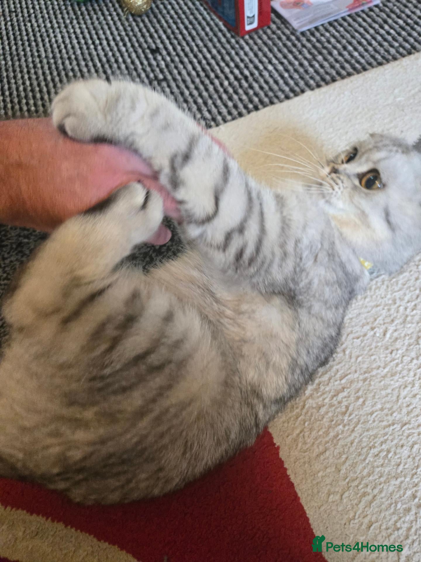 Scottish Fold cats 4 beautiful scottish folds for sale   - Advert 1