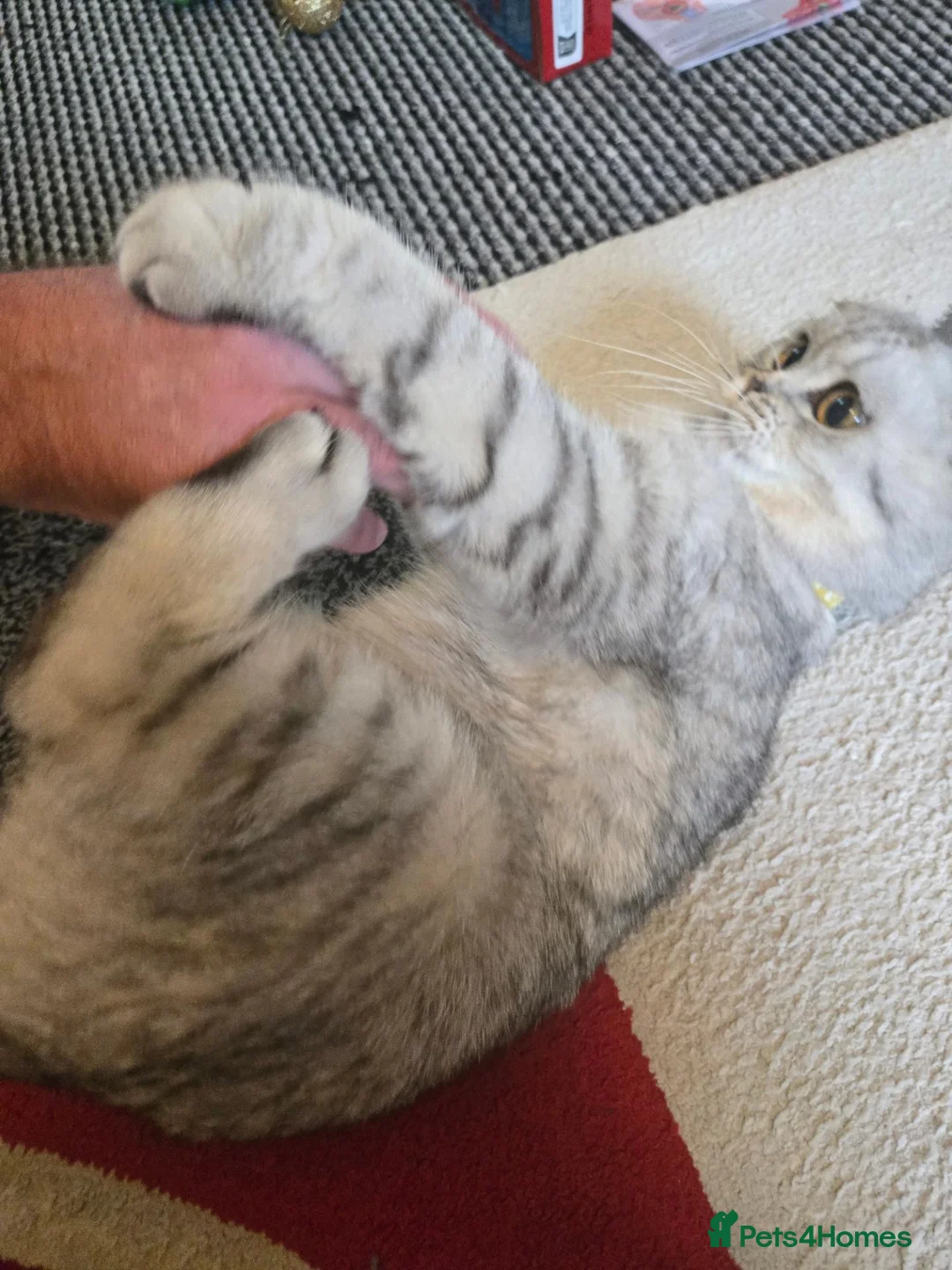 Scottish Fold cats for sale: 4 beautiful scottish folds for sale   - Advert 1