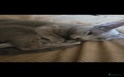 Russian Blue cats for sale: Russian Blue Male - Image 3