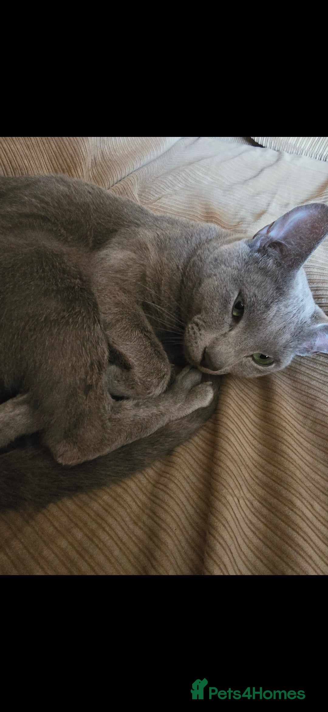 Russian Blue cats for sale: Russian Blue Male - Image 3