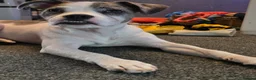Mixed Breed dogs for sale: 7 month old bo jack in Gravesend - Advert 5