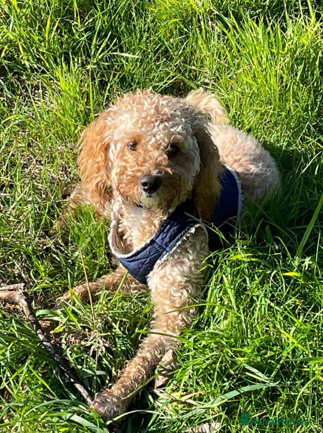 Cockapoo dogs for sale: 8 month old Toy cockapoo - Image 4