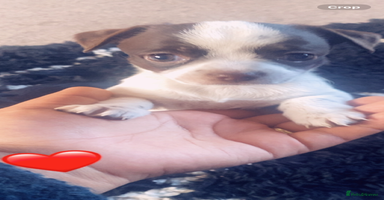 Chihuahua dogs - Advert 3