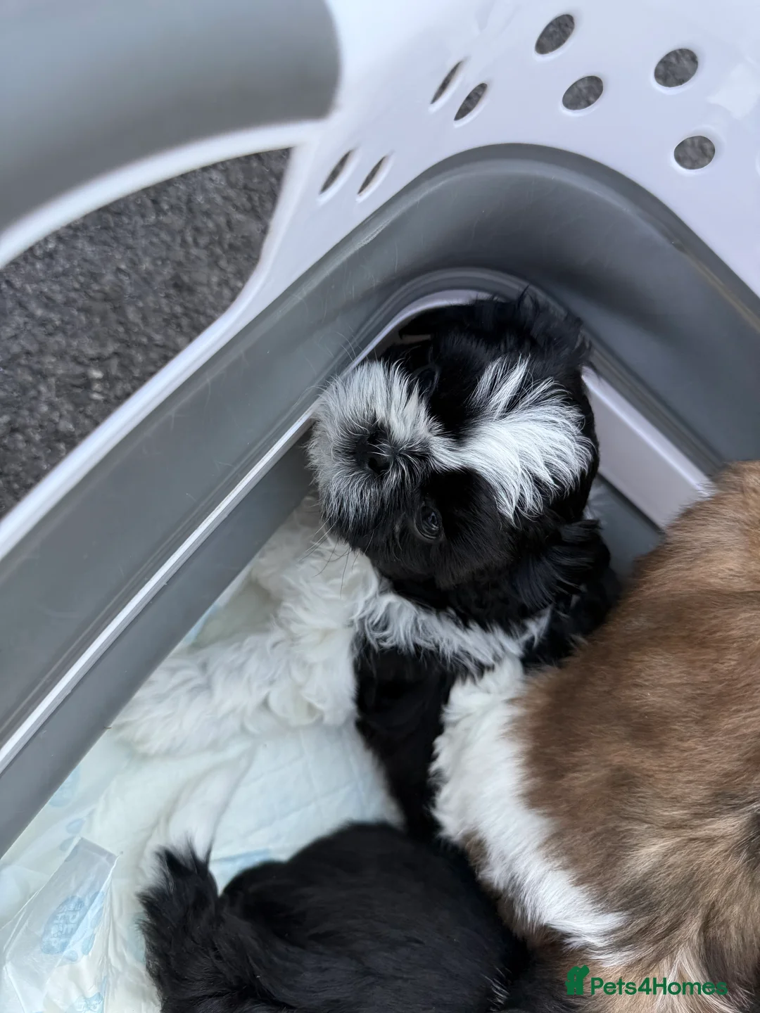 Shih Tzu dogs for sale: 3 beautiful Shih Tzu pups  - Advert 2