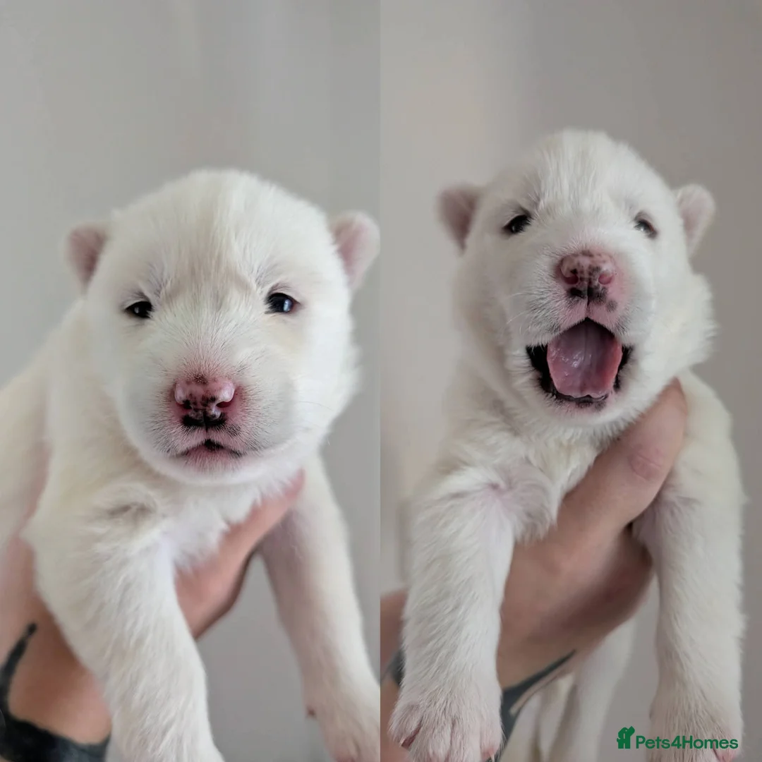 Siberian Husky dogs for sale: pure white siberian huskys  - Advert 1