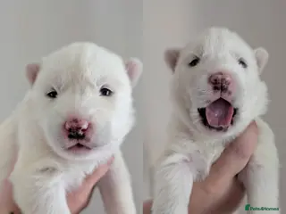 Siberian Husky dogs pure white siberian huskys - Advert 3