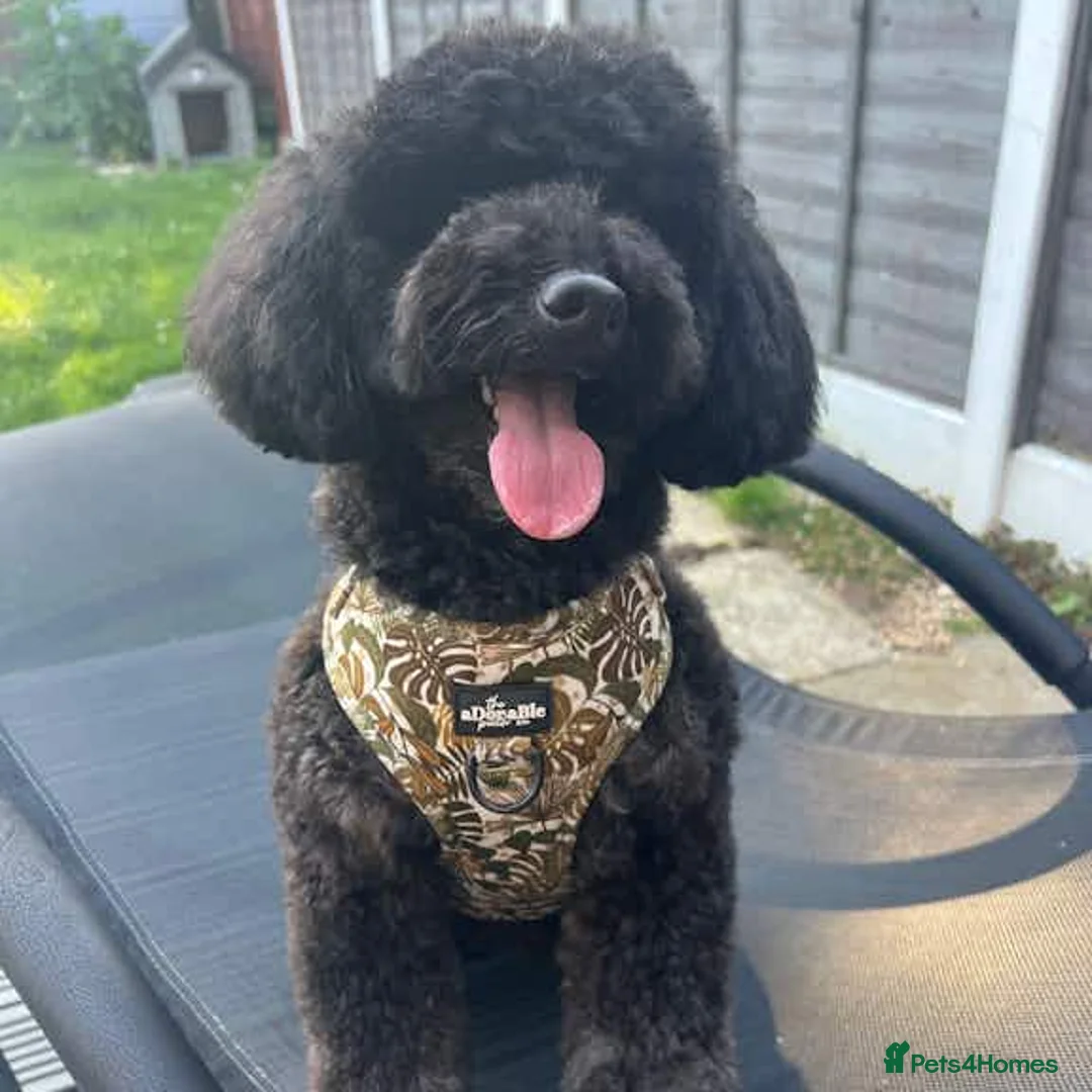 Toy Poodle dogs for sale: Toy Poodle For Rehoming (5yo Male) - Advert 2