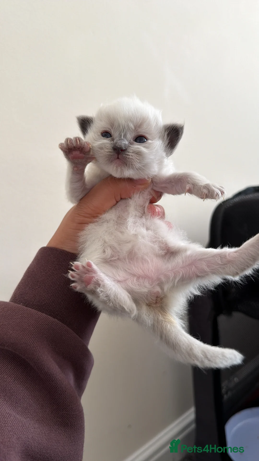 Ragdoll cats for sale: Ragdolls  in Bradford - Advert 2