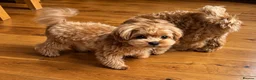 Maltipoo dogs for sale: Asian/Korean Maltipoo. DNA tested parents. - Advert 21