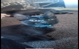 Mixed Breed cats for sale: Gorgeous kittens, 1 male, 1 female - Advert 3