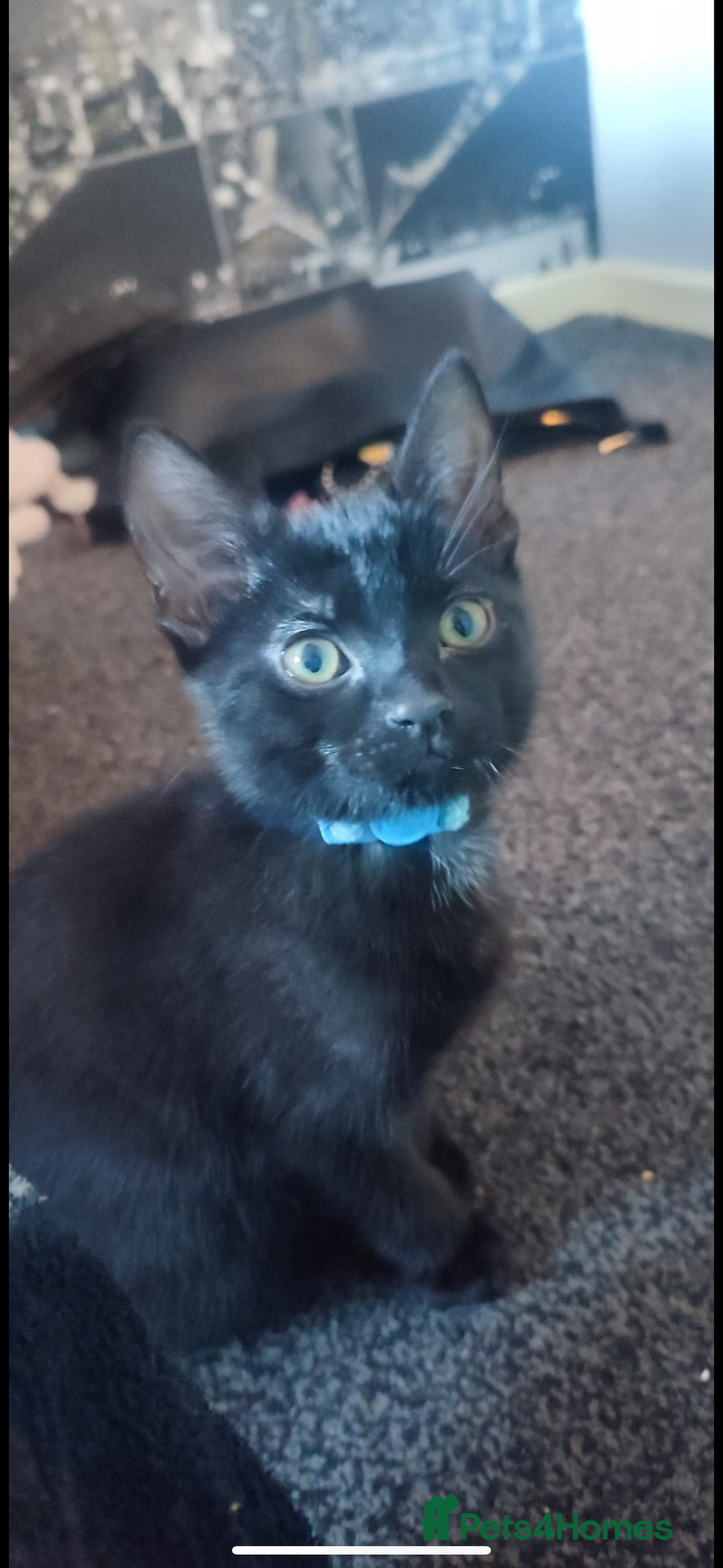 Mixed Breed cats for sale: Gorgeous kittens, 1 male, 1 female - Advert 3