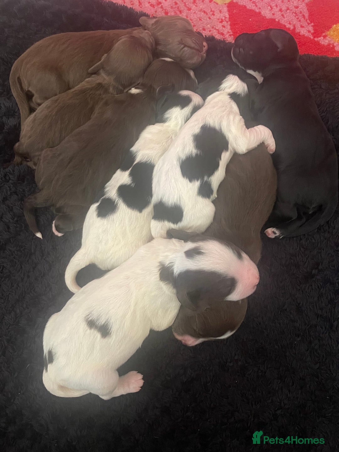 Cocker Spaniel dogs for sale: Gorgeous cocker spaniel puppies  - Image 14
