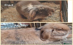 English Lop rabbits for sale: Rabbits  - Image 1