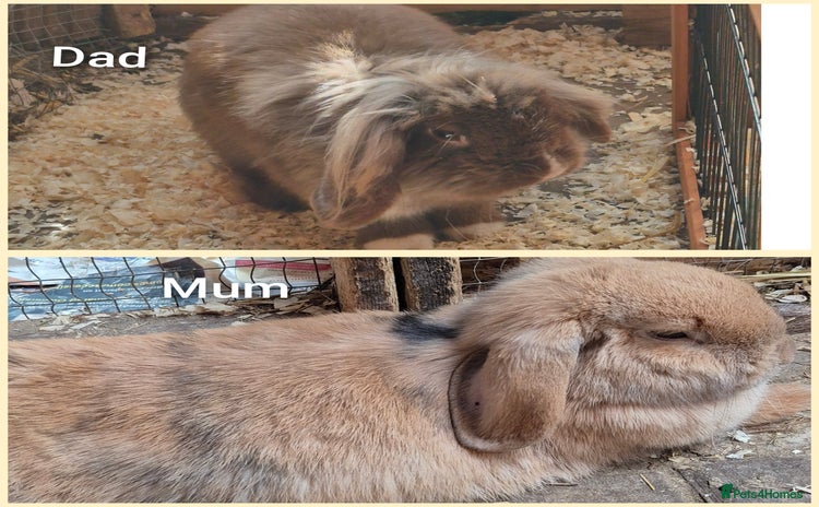 English Lop rabbits - Advert 2
