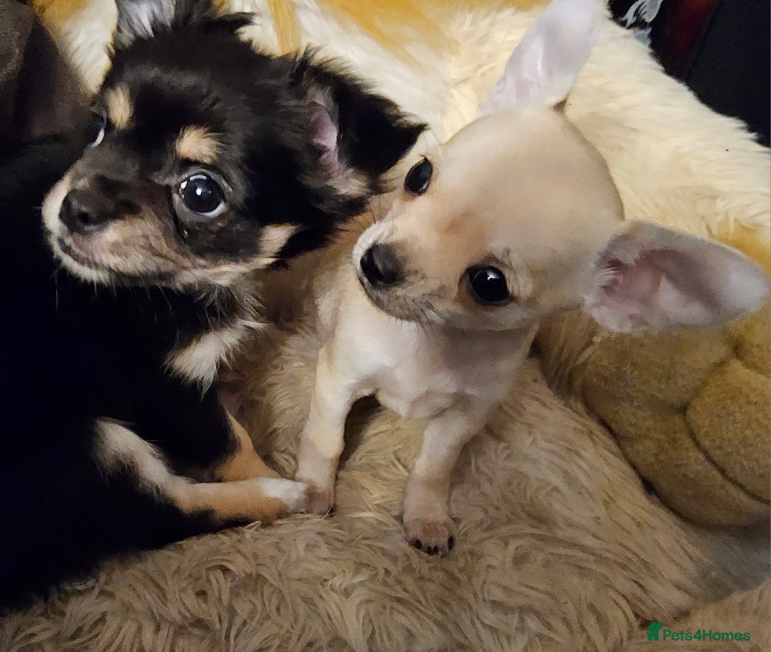 Chihuahua dogs for sale: Chihuahua puppies - Advert 4