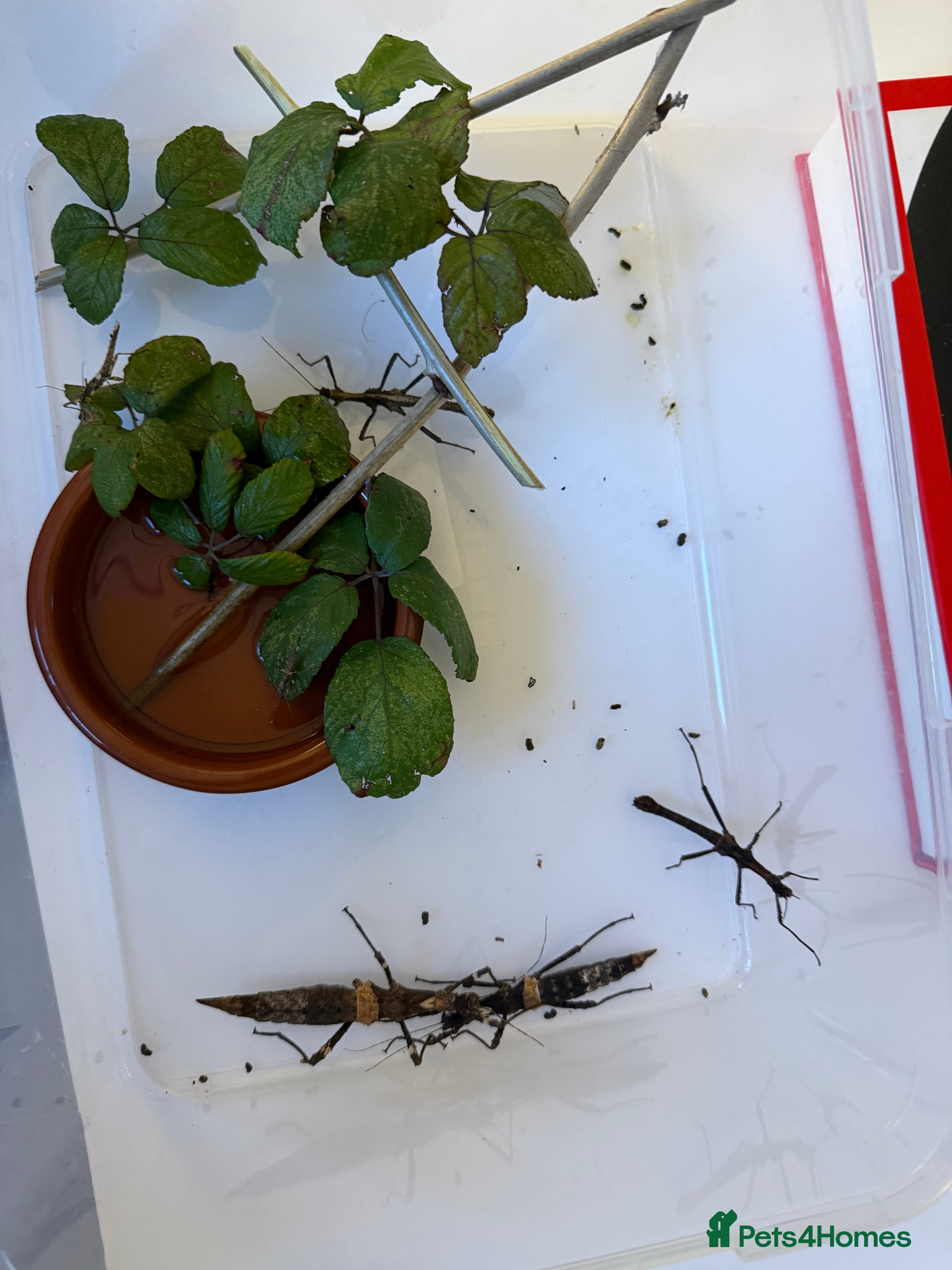 Stick Insects invertebrates Sungaya inexpectata - Advert 4